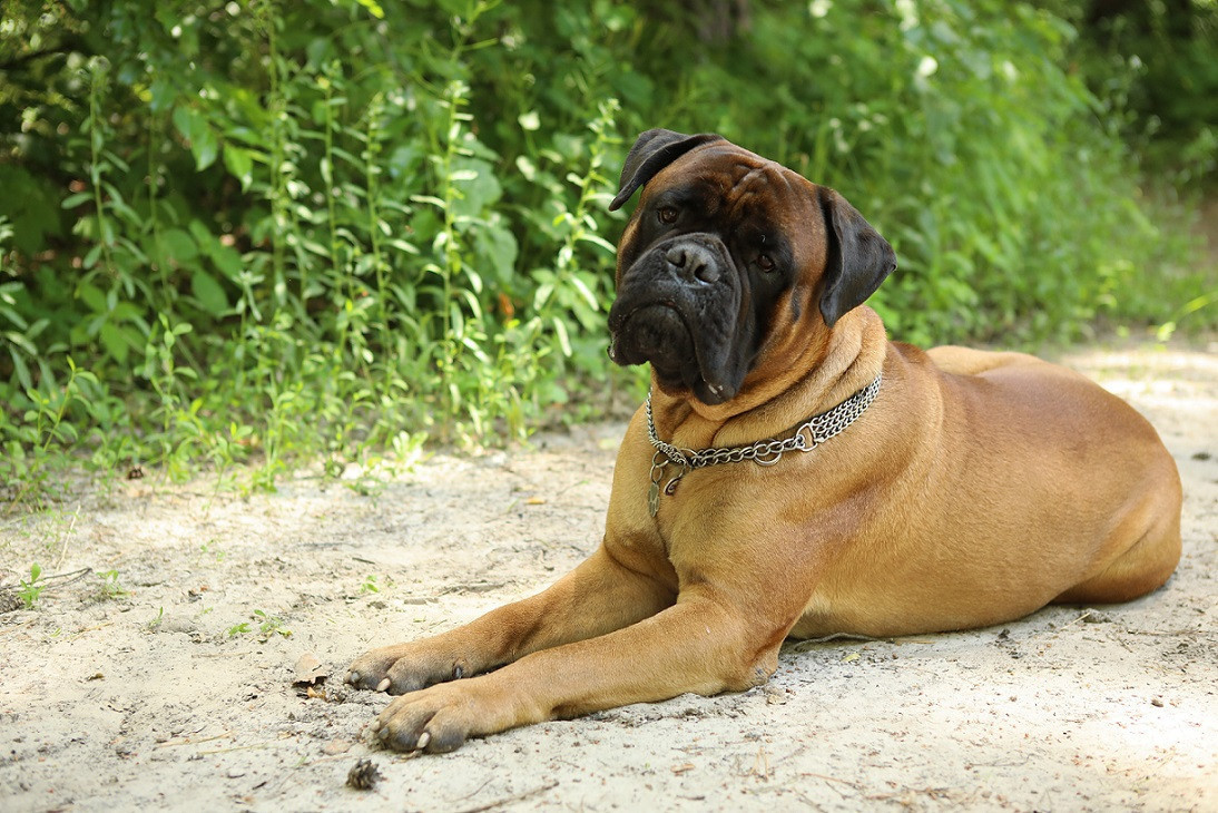 собака Джек і Лондон