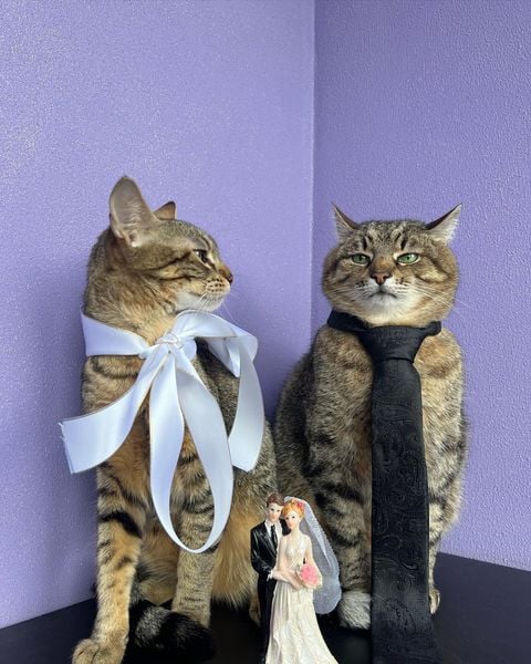 кот степан 1+1