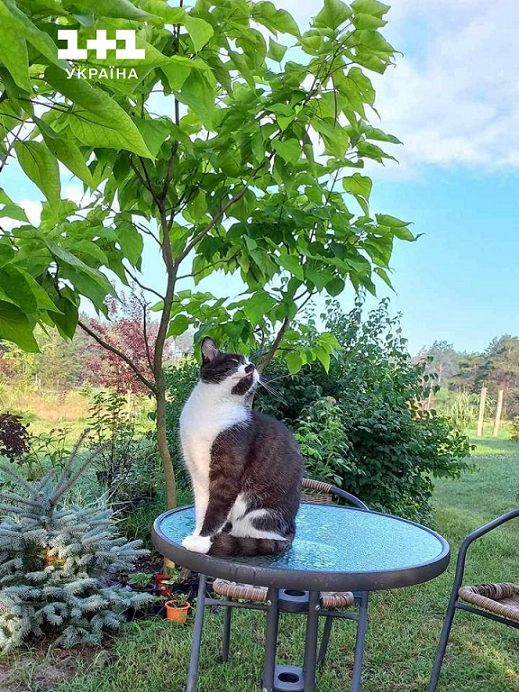 Нова кішка Єгора Гордєєва