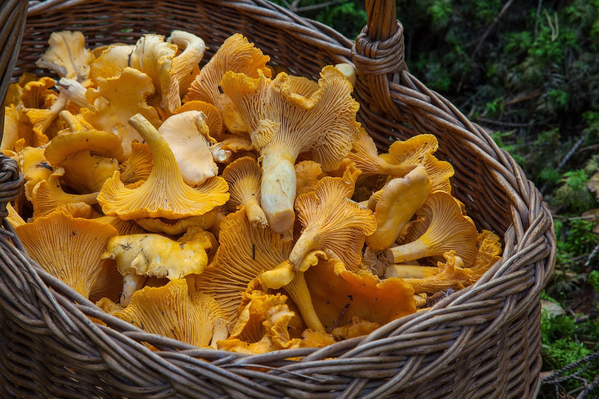 10 фактів про гриби яких ви раніше не знали