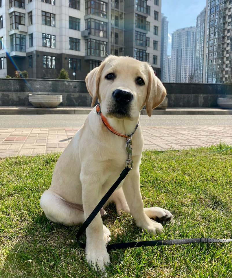 ванникова собака