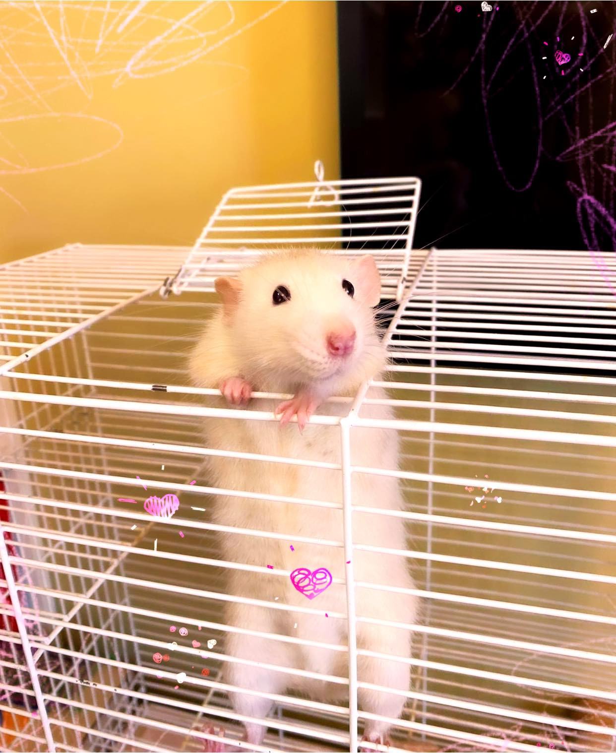 ванникова щур