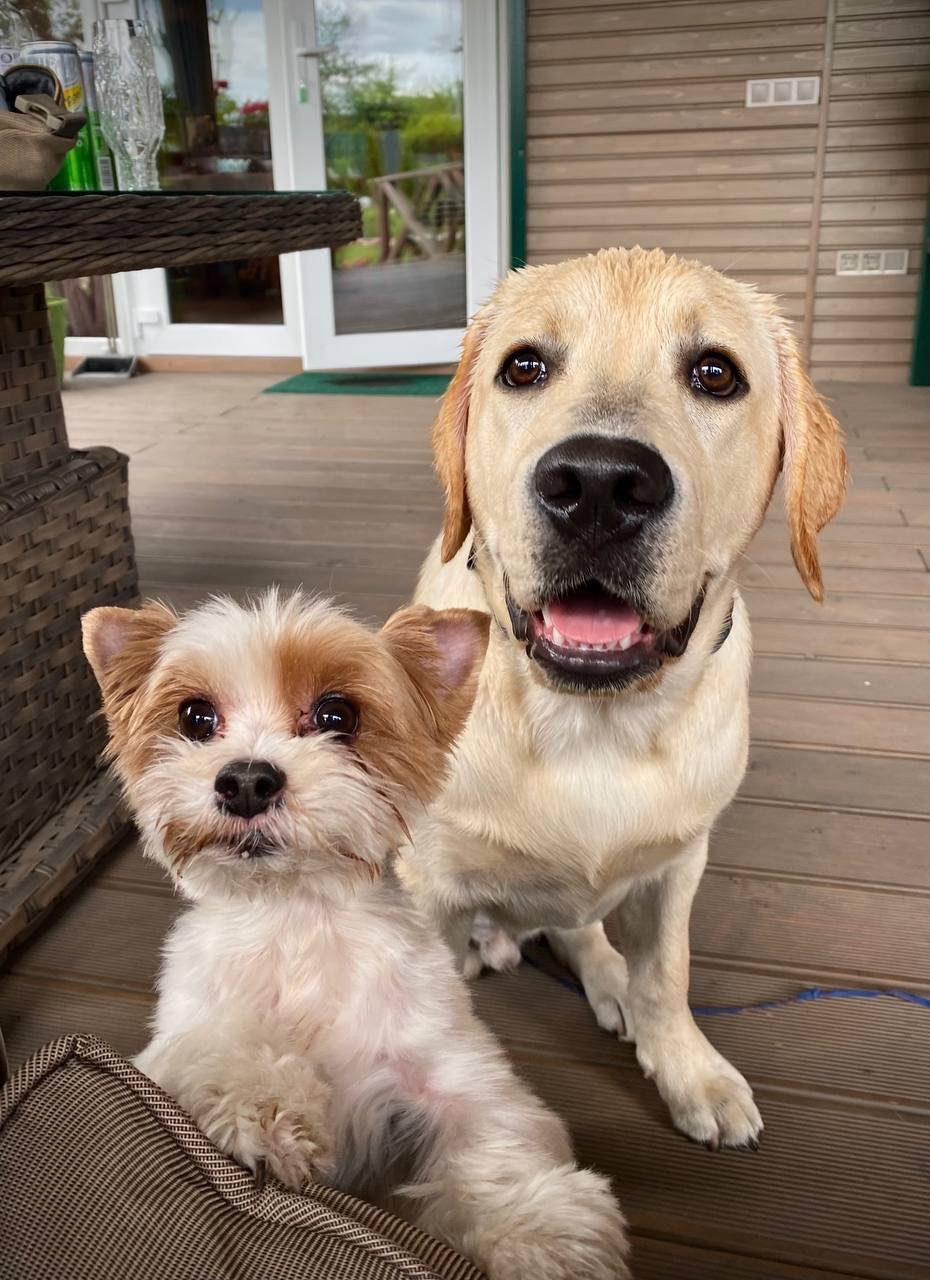 Ванникова собаки