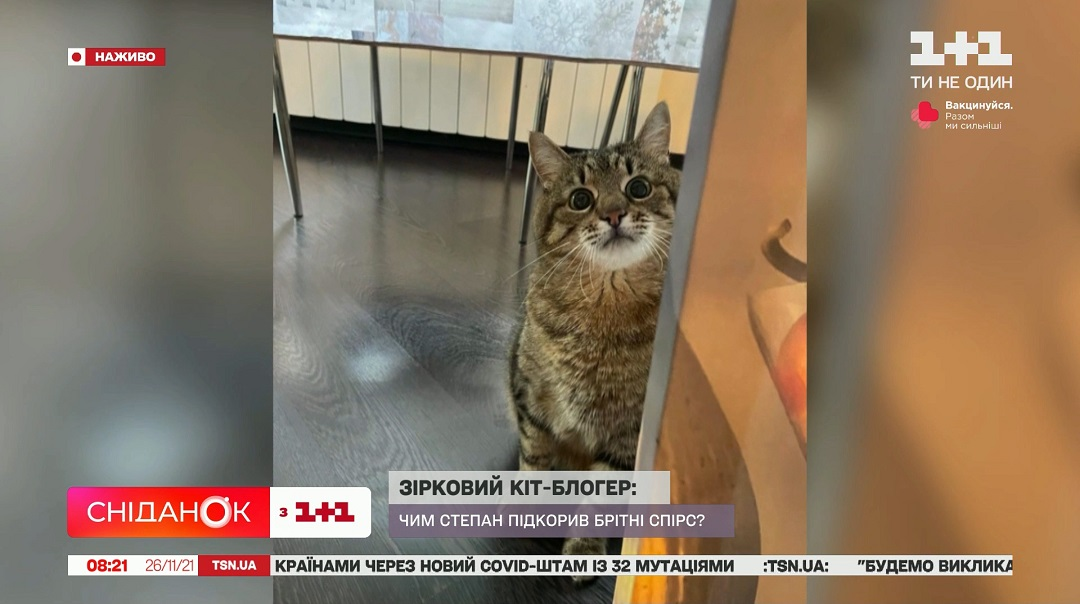 кіт степан фото