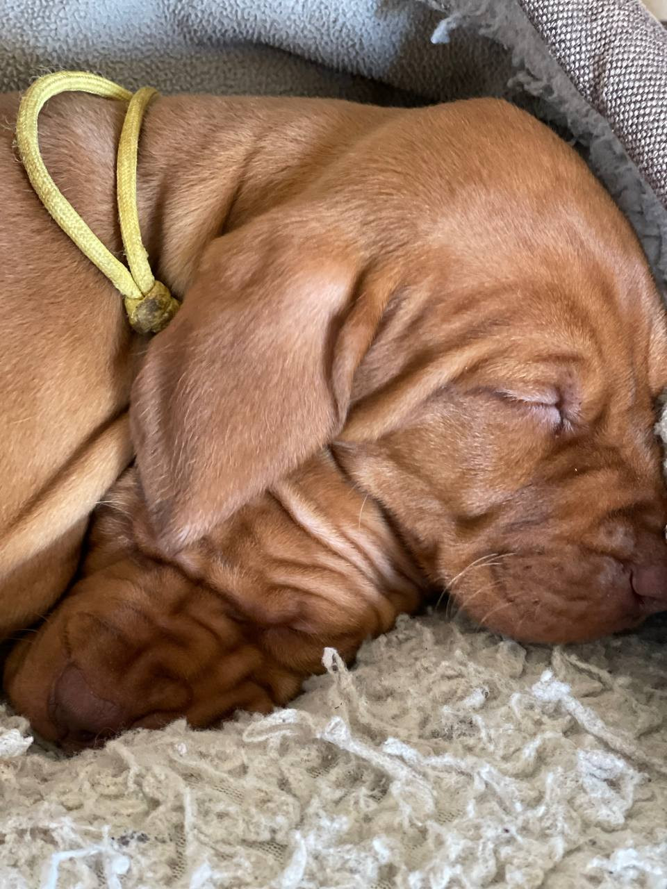 собачки ирпень