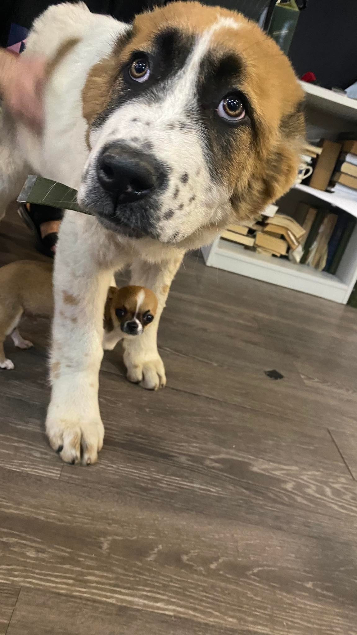 собаки из Бучи