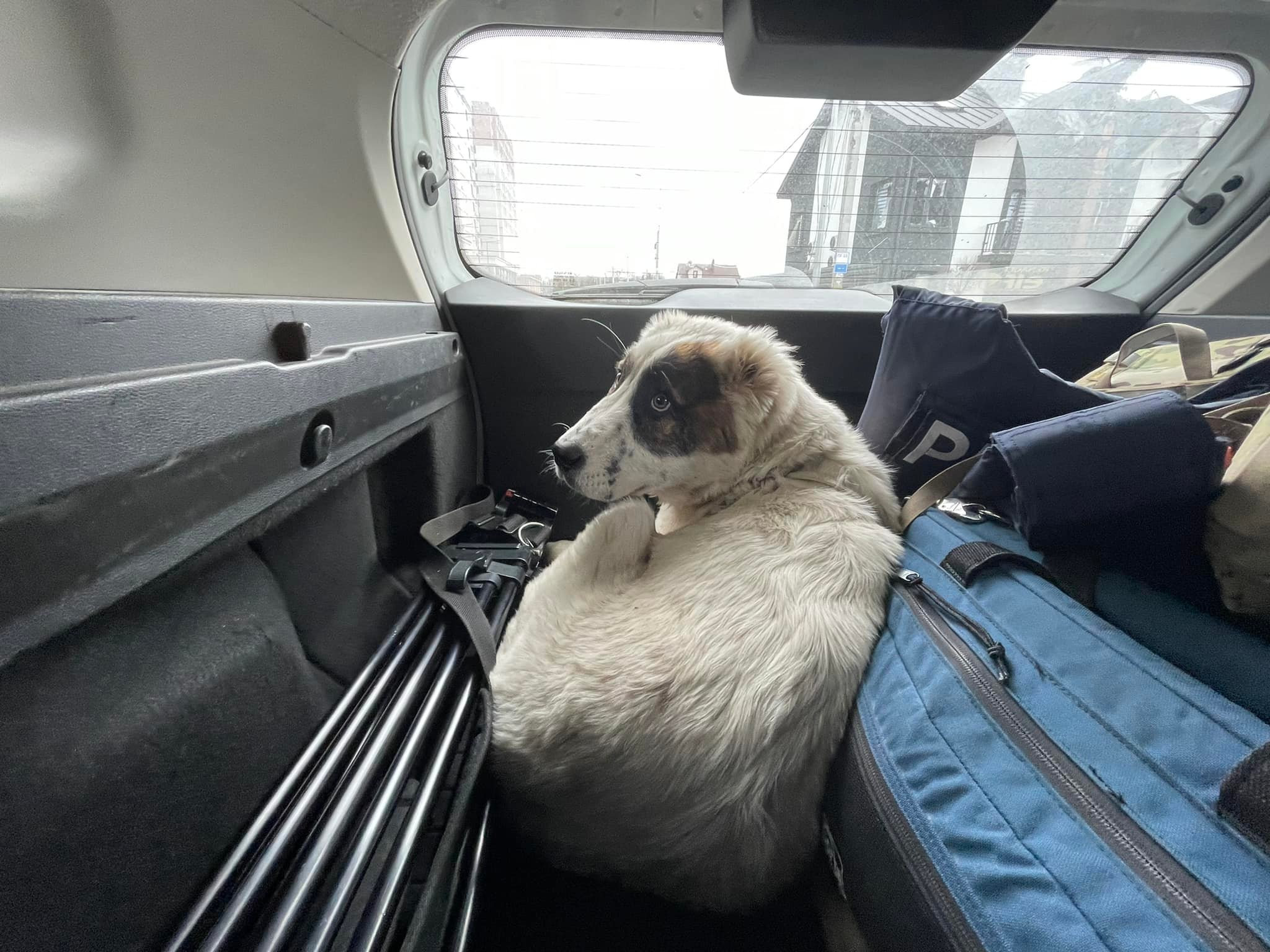 спасенный алабай