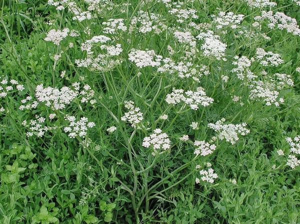 букет на Трійцю аніс 1+1