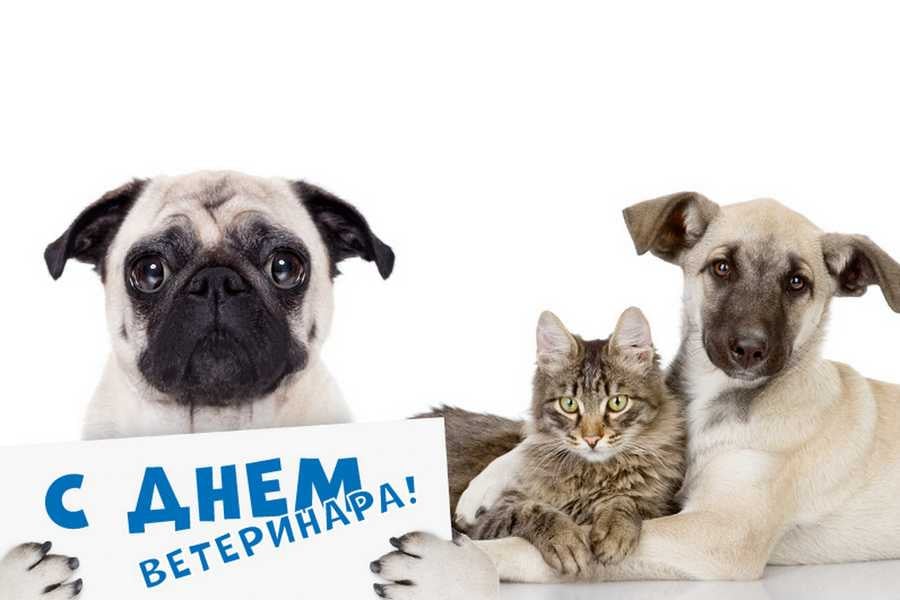 З Днем ветеринара