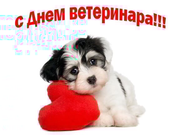 З Днем ветеринара