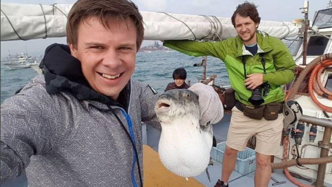 Комаров риба фугу