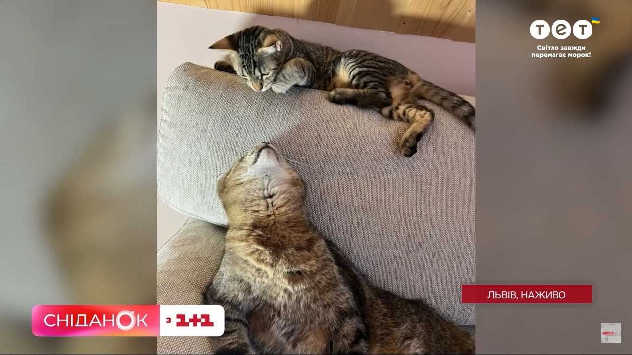 Коты Степан и Стефания