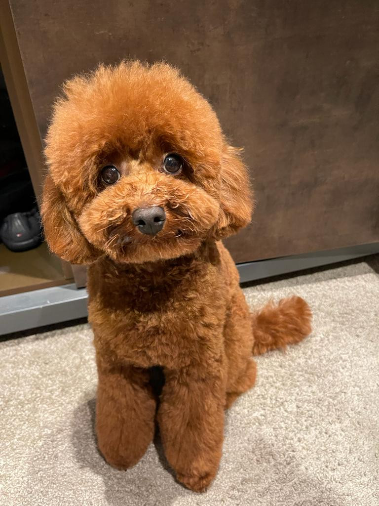 Домашній Улюбленець Наталії Мосейчук