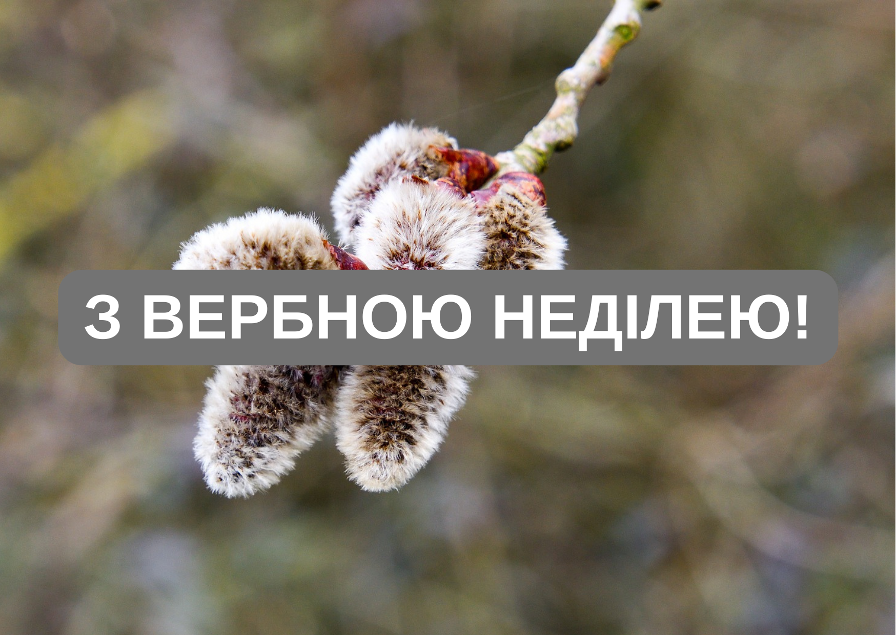 Вербна неділя картинки