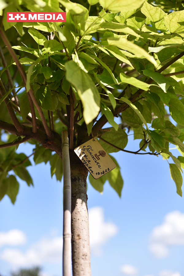 Гай дитячих мрій: висадка дерев в пам'ять про дітей, життя яких обірвала війна