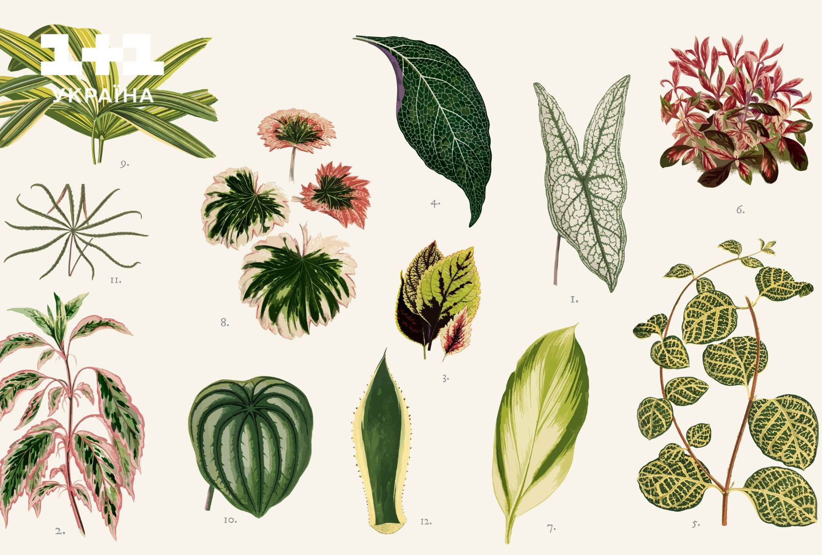 Что такое гербарий: откуда пошла традиция высушивать листья
