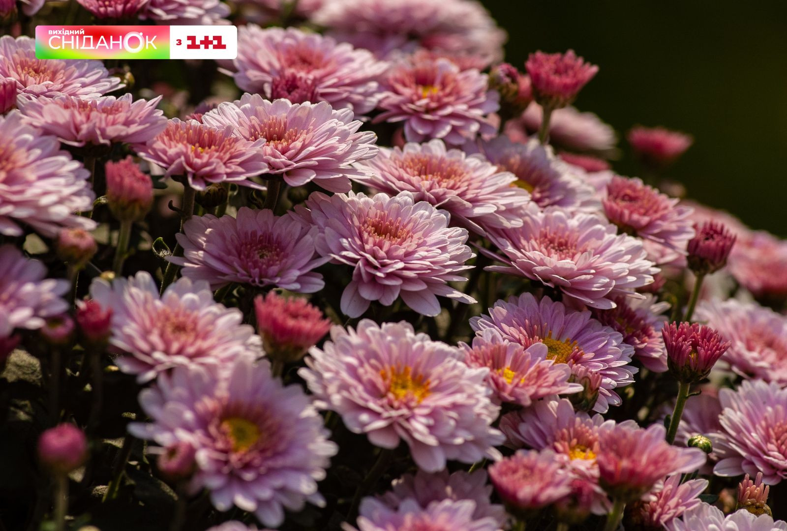 хризантеми