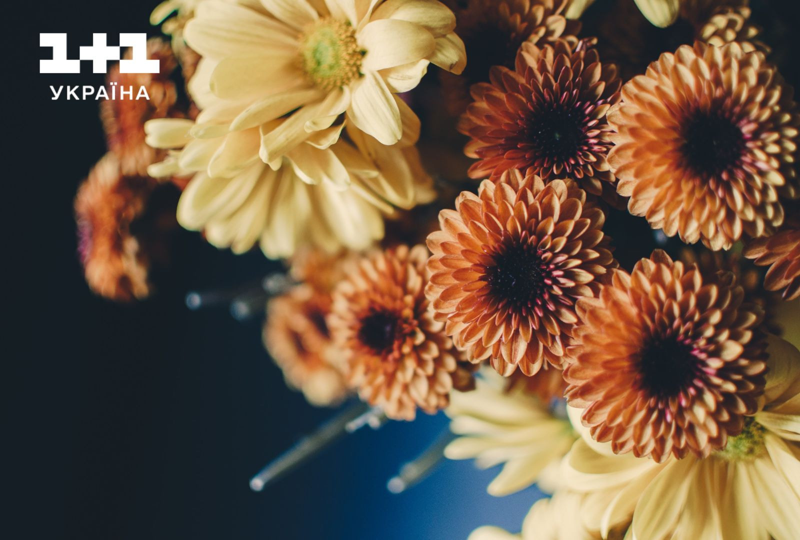 Квіти святкові