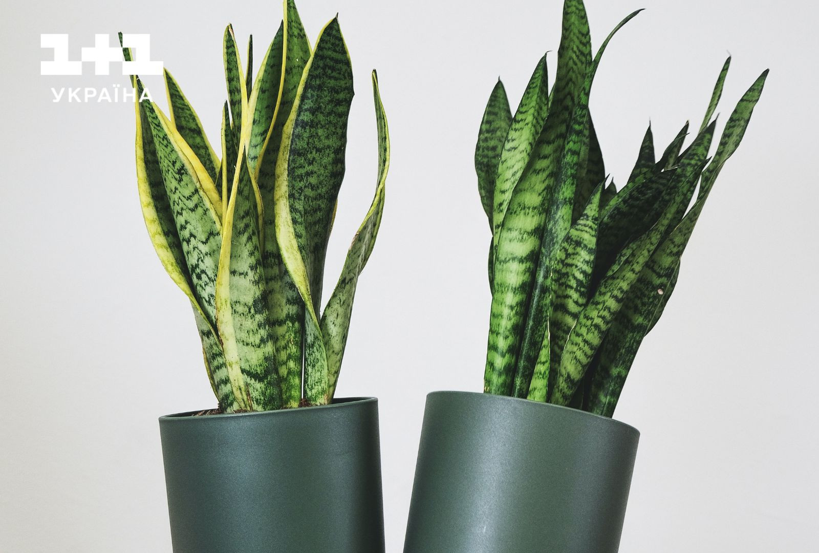 сансев'єрія