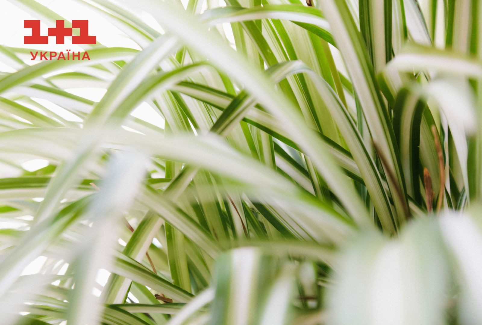 хлорофітум