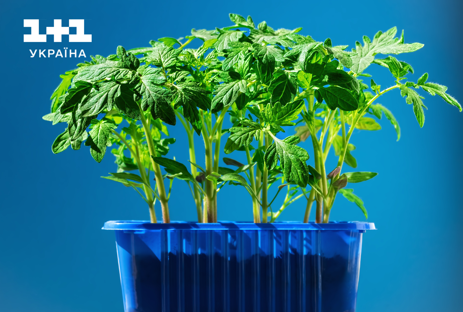 Як висаджувати розсаду помідорів