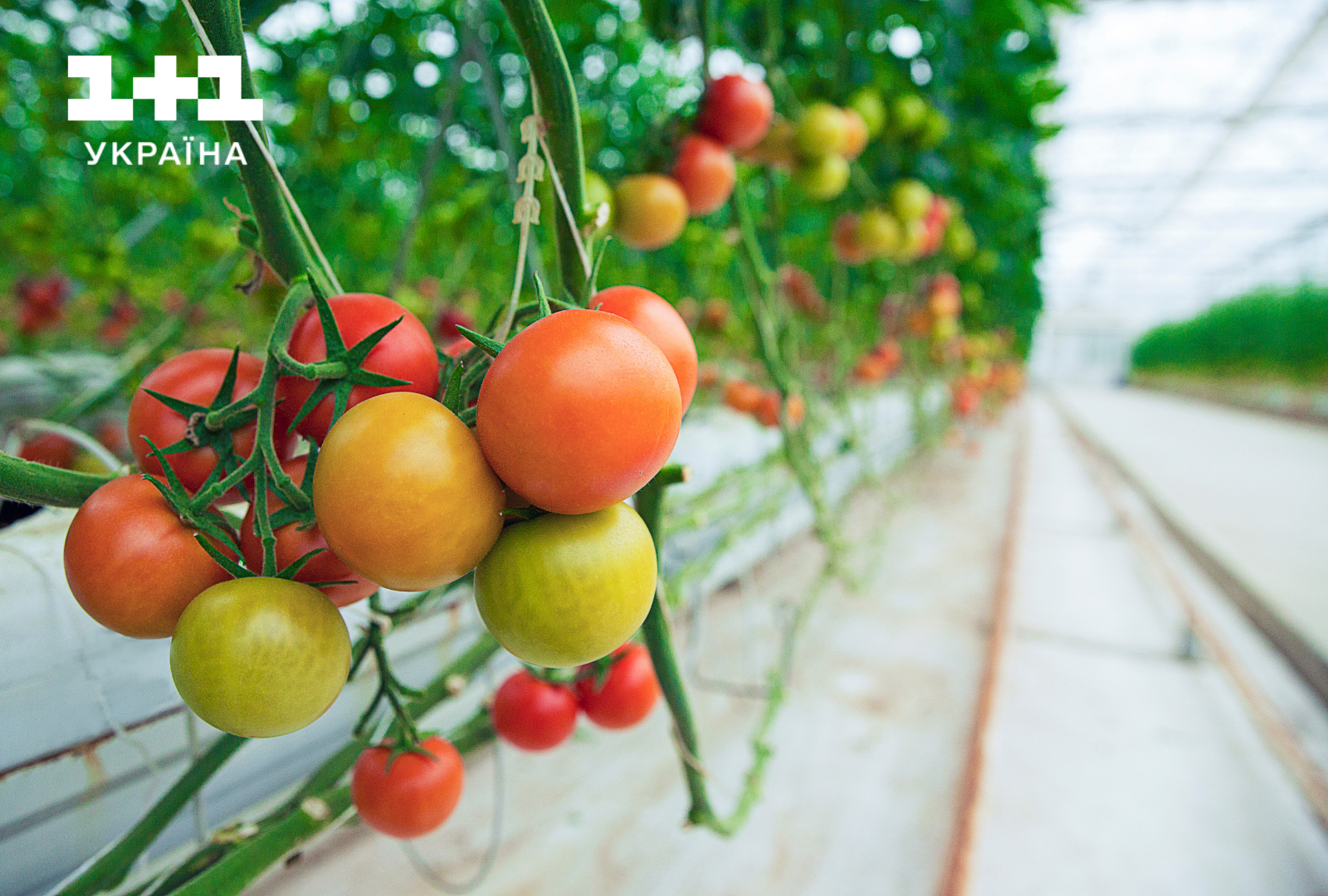 Коли саджати розсаду помідорів