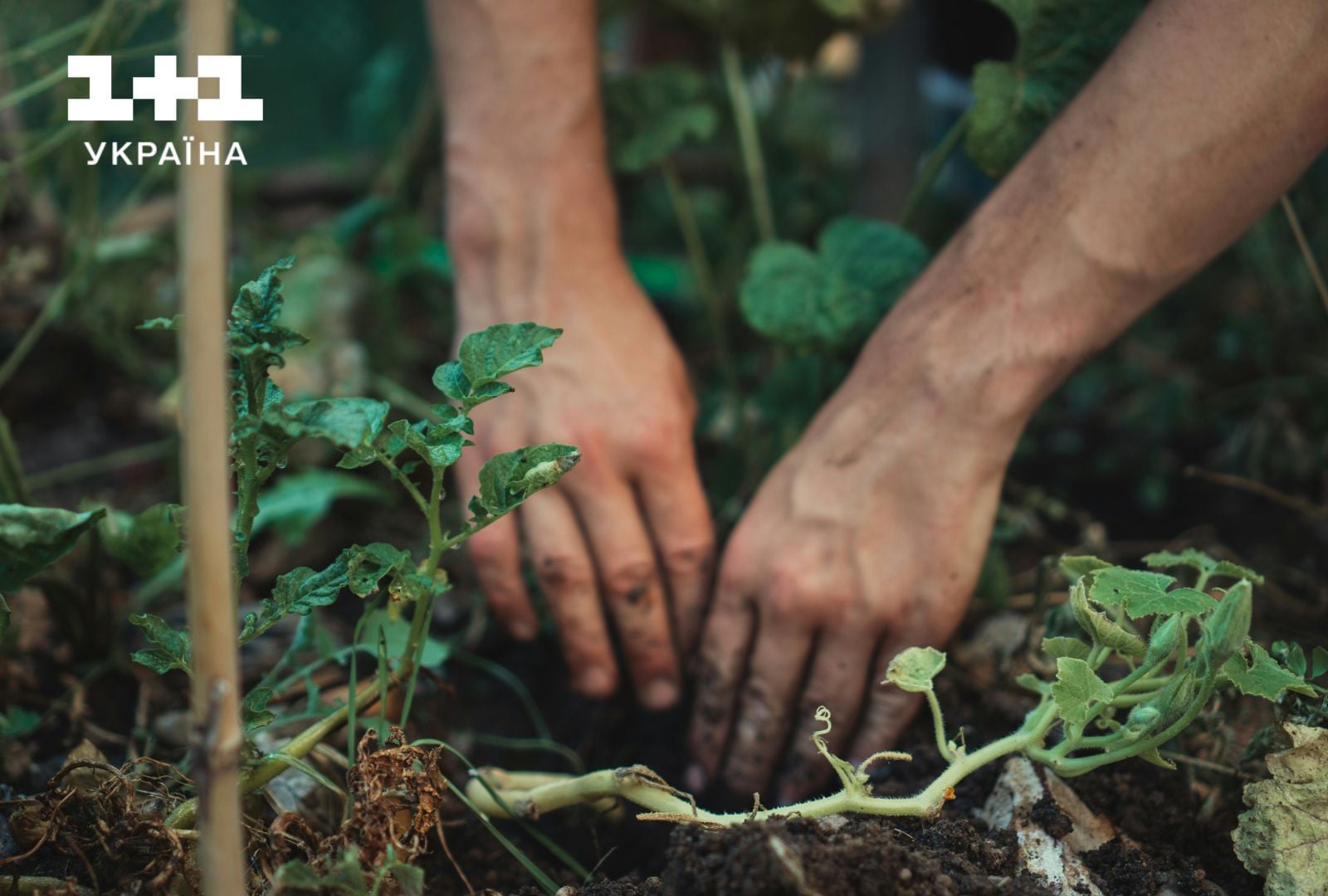 Садівництво