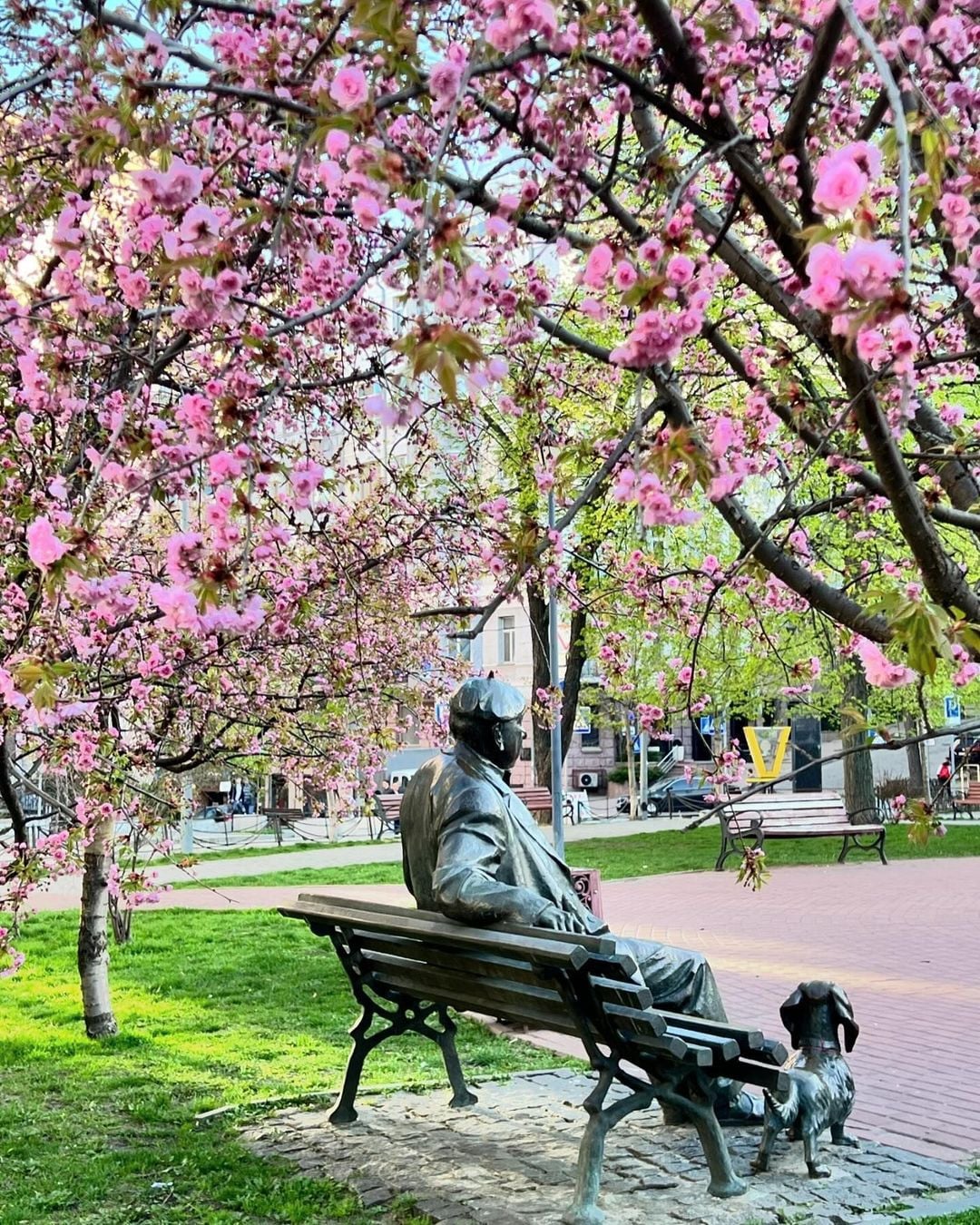 Сакури возле театра имени Ивана Франко