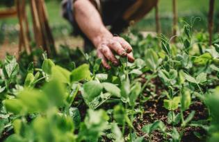 Як позбутись шкідників на городі: дієві методи