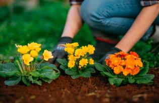 Садоводство как антистресс: 5 причин заняться этим делом