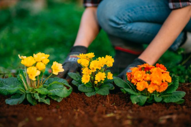 Садівництво як антистрес: 5 причин зайнятися цією справою