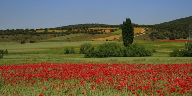 Аренільяс 