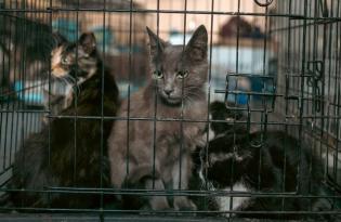 «Лапка турботи» зібрала 1,4 мільйона гривень на лікування тварин у прифронтових регіонах