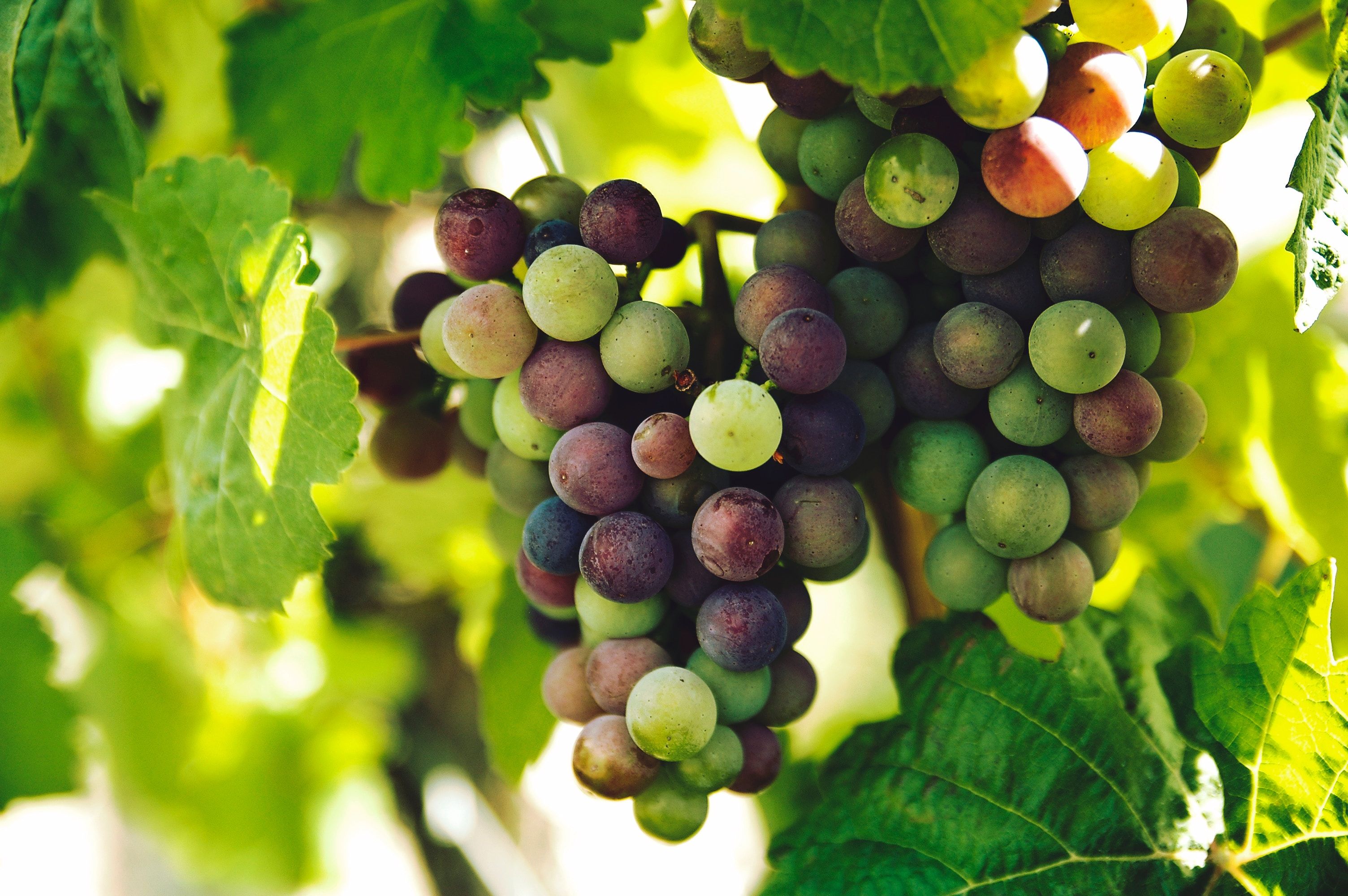 Виноград: Какой сорт наиболее полезен