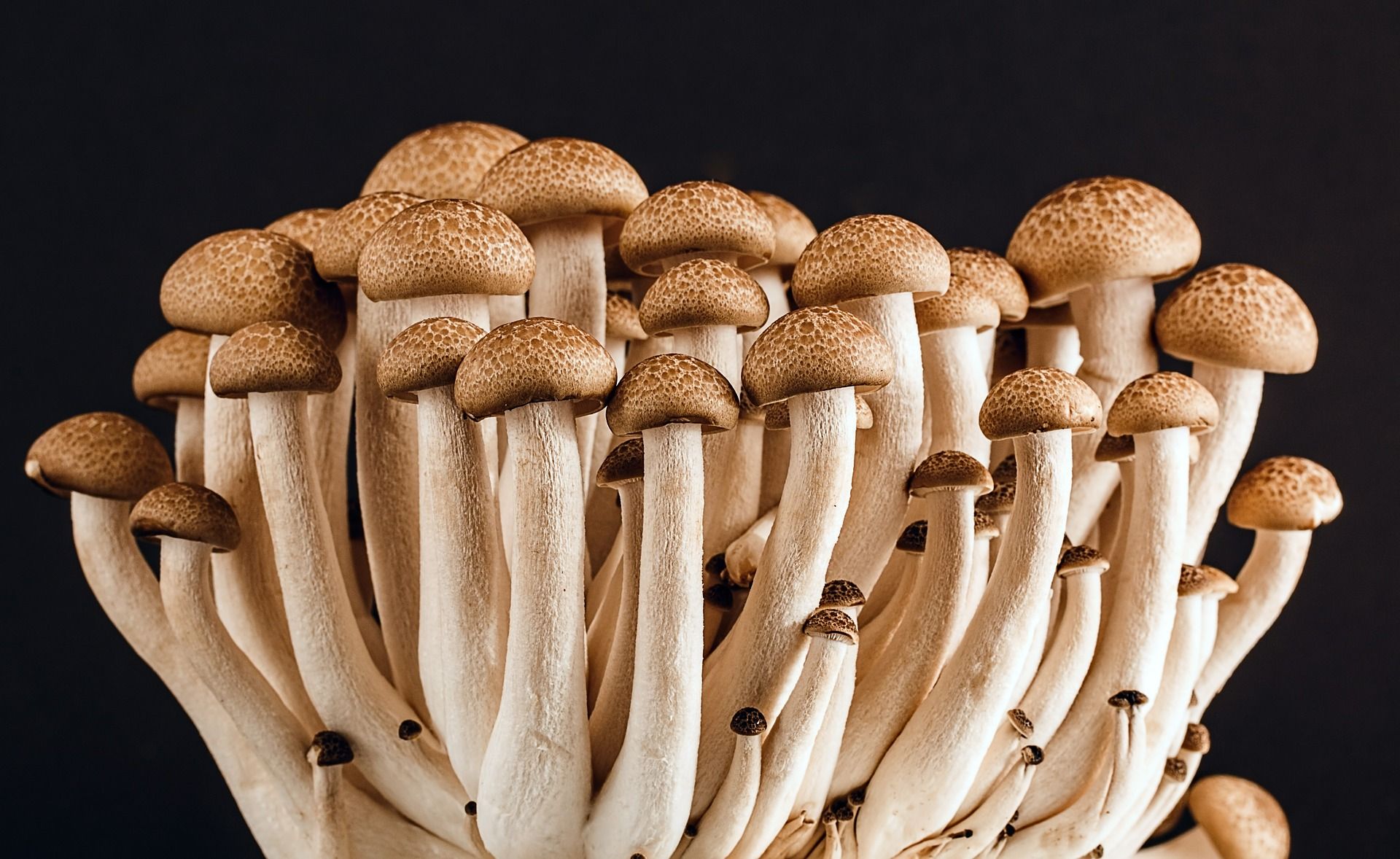 факти про гриби
