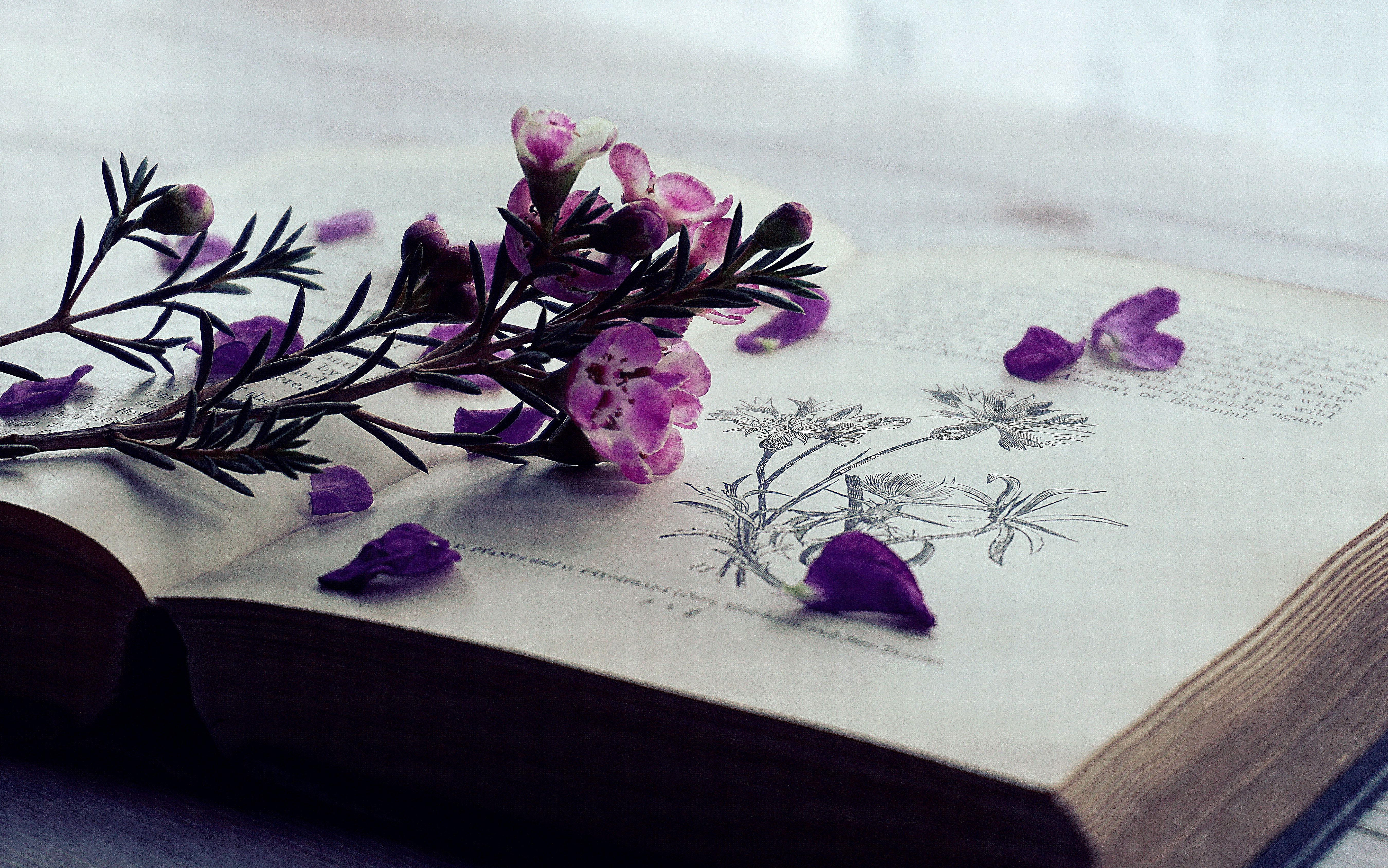 Книга цвет жизни. Фиолетовые цветы фон. Книги на фоне цветов. Фиолетовые книги Эстетика. Книги в сиреневых тонах.