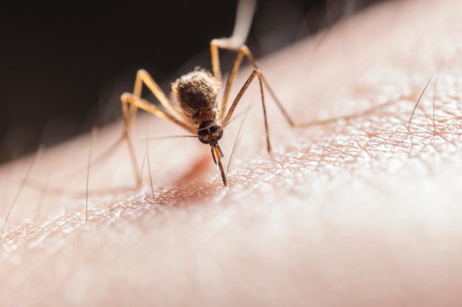 Как защититься от насекомых на природе: что делать если укусил клещ