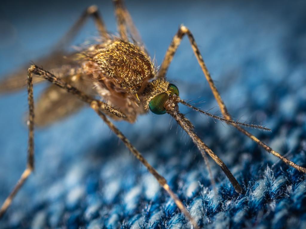Як ефективно захиститись від комарів у відпустці?