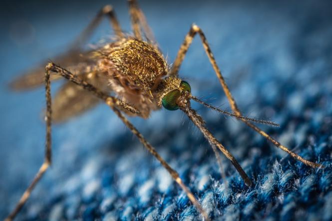 Как эффективно защититься от комаров в отпуске?