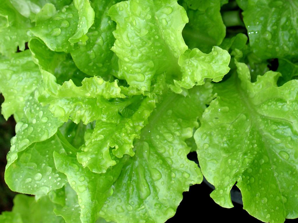 Как хранить листья салата в холодильнике? Рассказывает Антонина Лесик