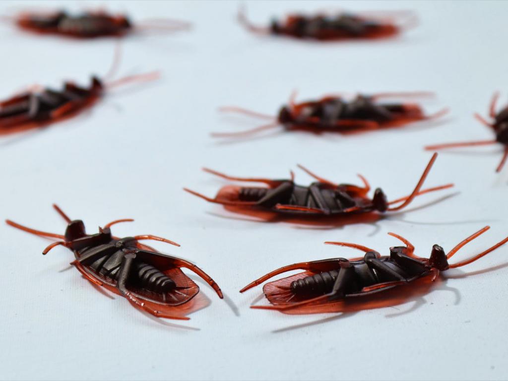 Как избавиться от тараканов навсегда: Твой день с Глебом Репичем определили самое еффективное средство
