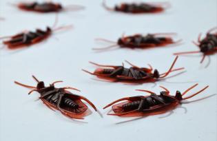Как избавиться от тараканов навсегда: Твой день с Глебом Репичем определили самое еффективное средство
