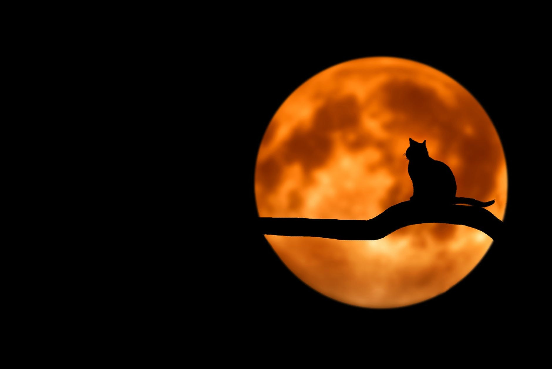 кіт повний місяць затемнення