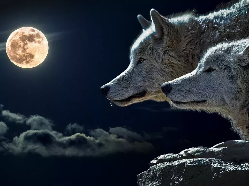 Полнолуние в январе 2022: как пережить первую Полную луну года и почему ее называют "волчьей"