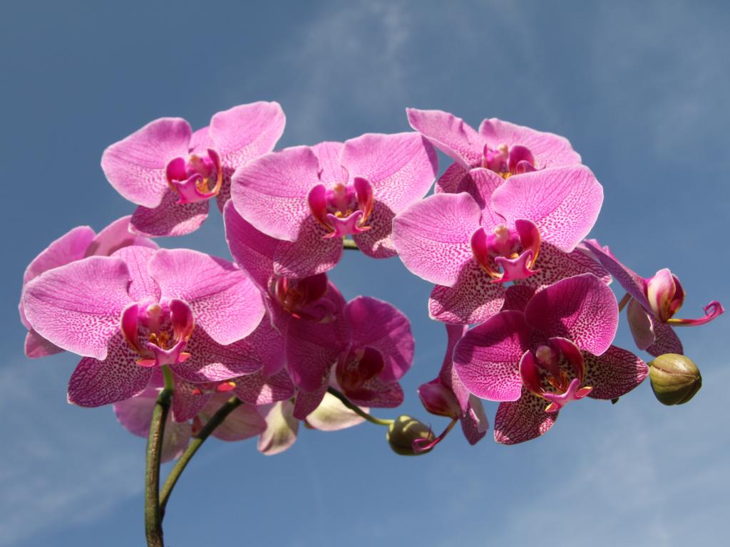 Як доглядати за орхідеями фаленопсис в домашніх умовах — поради Антоніни Лесик