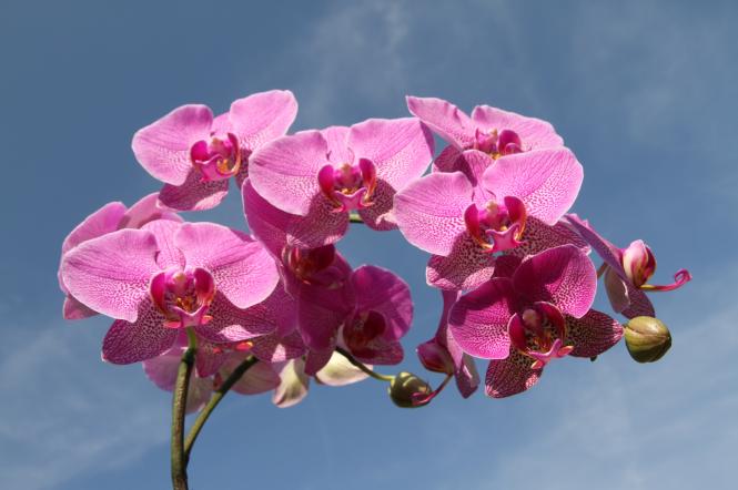 Як доглядати за орхідеями фаленопсис в домашніх умовах — поради Антоніни Лесик