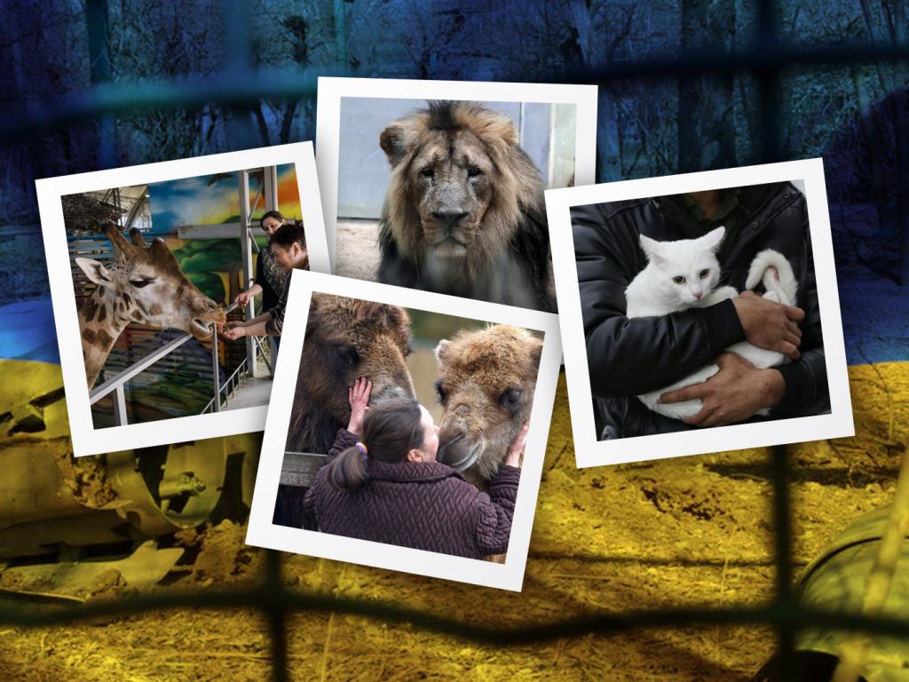Как сейчас выживают зоопарки и как спасают животных, оставленных при эвакуации самих дома
