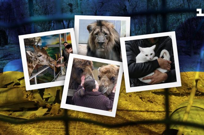Як зараз виживають зоопарки та як рятують тварин, яких залишили при евакуації самих вдома