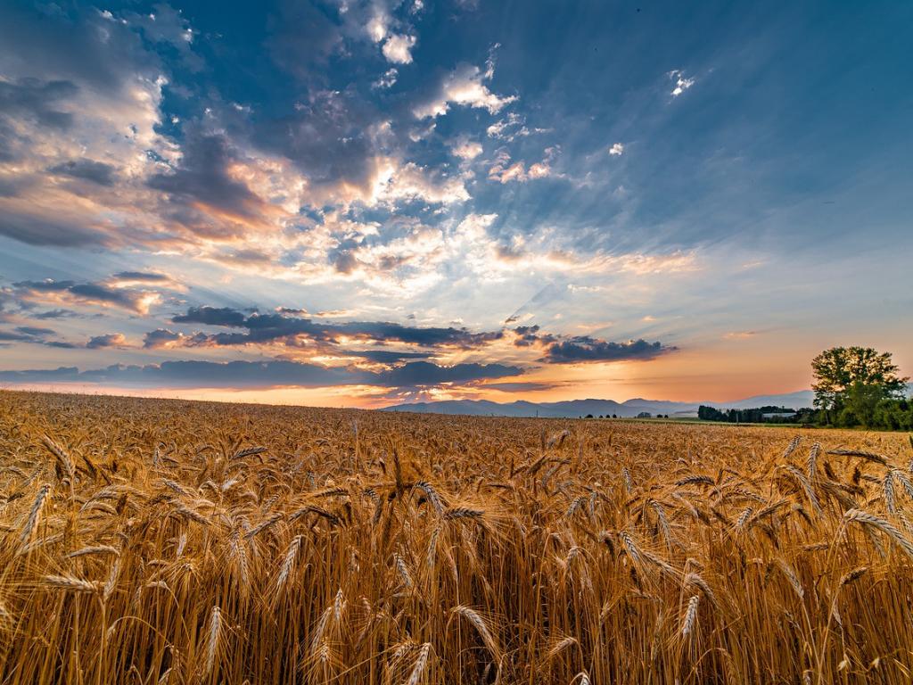 Яким буде врожай 2022 в Україні та як війна спричинила продовольчу кризу