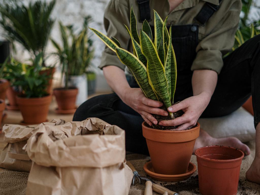 Як врятувати кімнатні рослини, залишені під час війни: поради Антоніни Лесик (ЕКСКЛЮЗИВ)